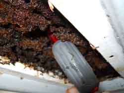 Moisture ants, home inspector redmond